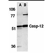Caspase-12 Antibody 100µg