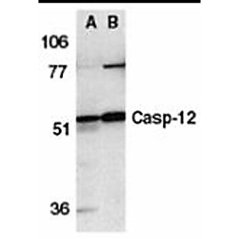 Caspase-12 Antibody 100µg