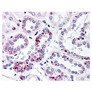 Anti-STAT5 pY694 (RABBIT) Antibody, 100µg, Liquid (sterile filtered)