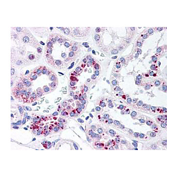 Anti-STAT5 pY694 (RABBIT) Antibody, 100µg, Liquid (sterile filtered)