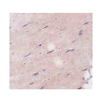 FNIP2 Antibody cterm 100µg