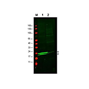 Anti-Myosin (RABBIT) Antibody, 100µg, Liquid (sterile filtered)