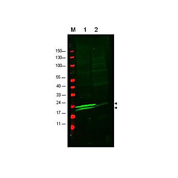 Anti-Myosin (RABBIT) Antibody, 100µg, Liquid (sterile filtered)