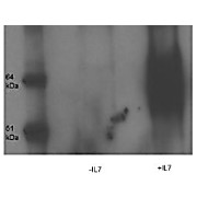 Anti-IL-7 Receptor alpha chain pY449 (RABBIT) Antibody, 100µg, Liquid (sterile filtered)