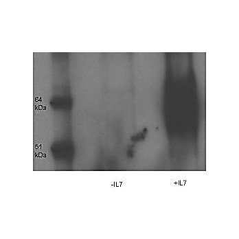 Anti-IL-7 Receptor alpha chain pY449 (RABBIT) Antibody, 100µg, Liquid (sterile filtered)