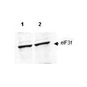 Anti-eIF3f (RABBIT) Antibody, 100µg, Liquid (sterile filtered)