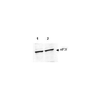 Anti-eIF3f (RABBIT) Antibody, 100µg, Liquid (sterile filtered)