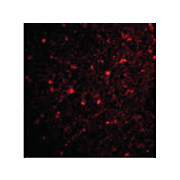 Anti-HAP1 (RABBIT) Antibody, 100µg, Liquid (sterile filtered)