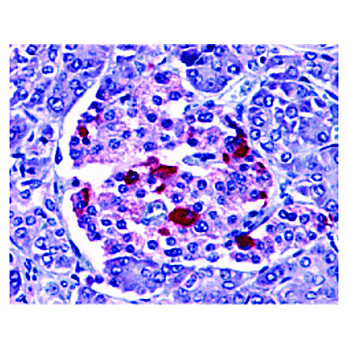 Anti-EndoG (RABBIT) Antibody, 100µg, Liquid (sterile filtered)
