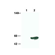 SMAD3 Antibody internal 100µg