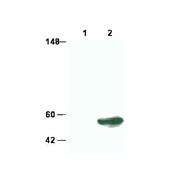 SMAD3 Antibody internal 100µg