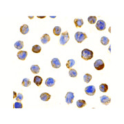 CTRP2 Antibody protein100µg