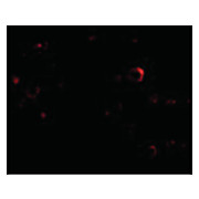 EVER2 Antibody internal 100µg