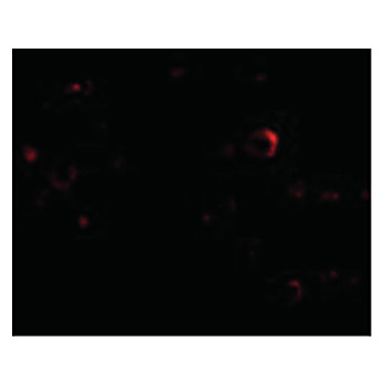 EVER2 Antibody internal 100µg
