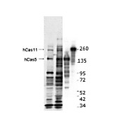 Anti-CASZ1 (RABBIT) Antibody, 25µL, Liquid (sterile filtered)
