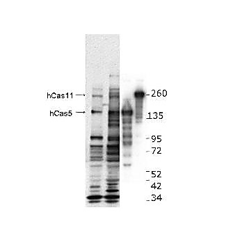 Anti-CASZ1 (RABBIT) Antibody, 25µL, Liquid (sterile filtered)