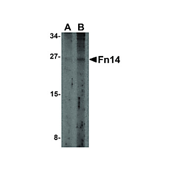 Anti-FN14 (RABBIT) Antibody, 100µg, Liquid (sterile filtered)