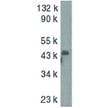 Caspase-9 nterm Antibody 100µg