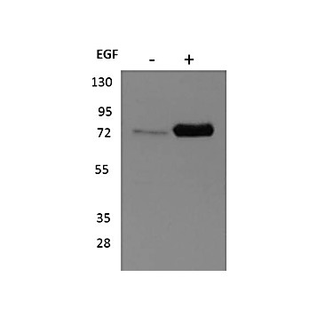 Anti-p90 RSK1 (RABBIT) Antibody, 25µL, Liquid (sterile filtered)