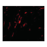 Anti-CDCA8 (RABBIT) Antibody, 100µg, Liquid (sterile filtered)