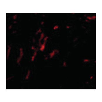 Anti-CDCA8 (RABBIT) Antibody, 100µg, Liquid (sterile filtered)