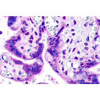 IRF2BP2 Antibody nterm 100µg