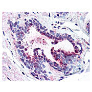 Anti-Pdcd4 pS457 (RABBIT) Antibody, 25µL, Liquid (sterile filtered)