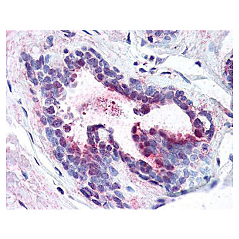 Anti-Pdcd4 pS457 (RABBIT) Antibody, 25µL, Liquid (sterile filtered)