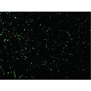 CIDE-A Antibody cterm 100µg