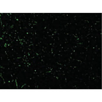 CIDE-A Antibody cterm 100µg