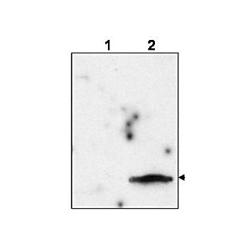 Anti-Feline Immunodeficiency Virus Matrix Protein p15 (RABBIT) Antibody, 100µg, Liquid (sterile filtered)