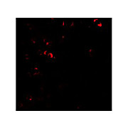 Anti-E2F3 (RABBIT) Antibody, 100µg, Liquid (sterile filtered)