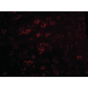 Anti-LASS6 (RABBIT) Antibody, 100µg, Liquid (sterile filtered)