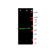 Anti-Wnt1 (RABBIT) Antibody, 100µg, Liquid (sterile filtered)