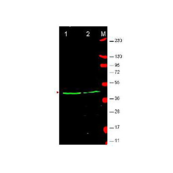 Anti-Wnt1 (RABBIT) Antibody, 100µg, Liquid (sterile filtered)