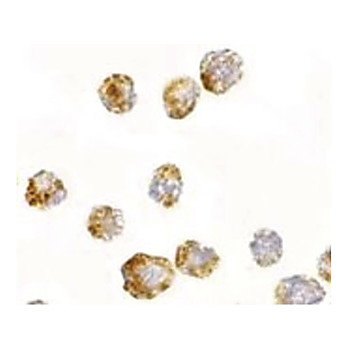 Anti-FGF4 (RABBIT) Antibody, 100µg, Liquid (sterile filtered)