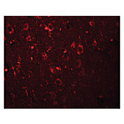 Anti-EFHD2 (RABBIT) Antibody, 100µg, Liquid (sterile filtered)