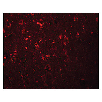 Anti-EFHD2 (RABBIT) Antibody, 100µg, Liquid (sterile filtered)