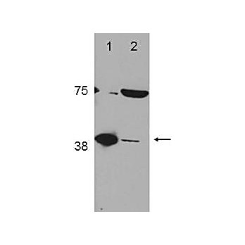 Anti-POLB (DNA polymerase beta) (RABBIT) Antibody, 25µL, Liquid (sterile filtered)