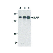 ILPIP Antibody cterm 100µg