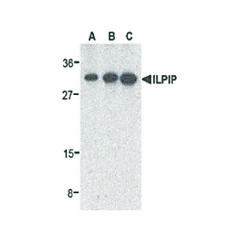 ILPIP Antibody cterm 100µg