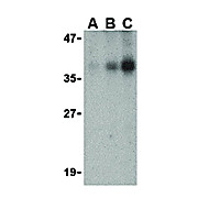 DFF40 Antibody internal 100µg