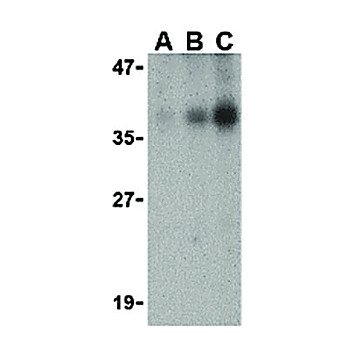 DFF40 Antibody internal 100µg