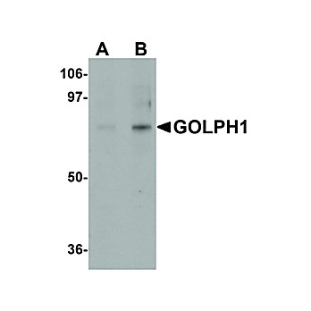 Anti-GOLPH1 (RABBIT) Antibody, 100µg, Liquid (sterile filtered)