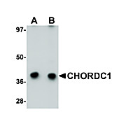 Anti-CHORDC1 (RABBIT) Antibody, 100µg, Liquid (sterile filtered)