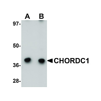 Anti-CHORDC1 (RABBIT) Antibody, 100µg, Liquid (sterile filtered)