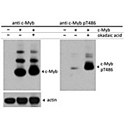 Anti-c-Myb pT486 (RABBIT) Antibody, 25µL, Liquid (sterile filtered)