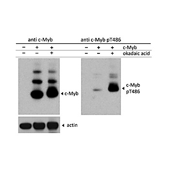 Anti-c-Myb pT486 (RABBIT) Antibody, 25µL, Liquid (sterile filtered)