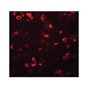 Anti-FAM59B (RABBIT) Antibody, 100µg, Liquid (sterile filtered)