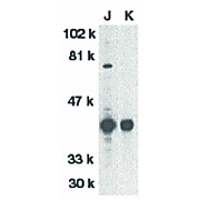 DFF40 Antibody nterm 100µg